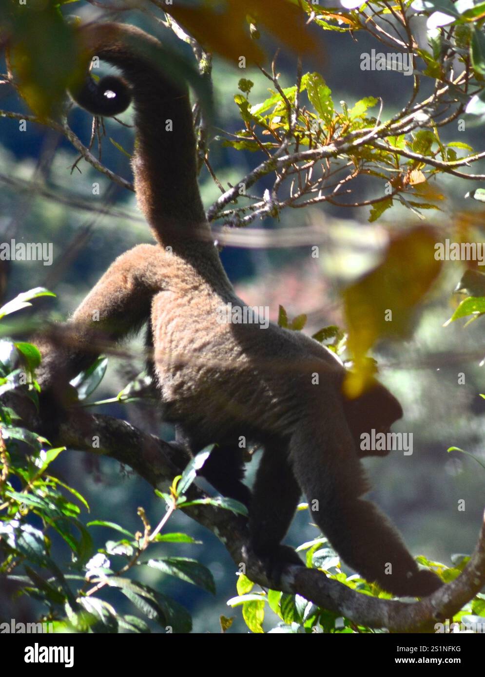 Häufig Wollaffen (Lagothrix Lagothricha) Stockfoto