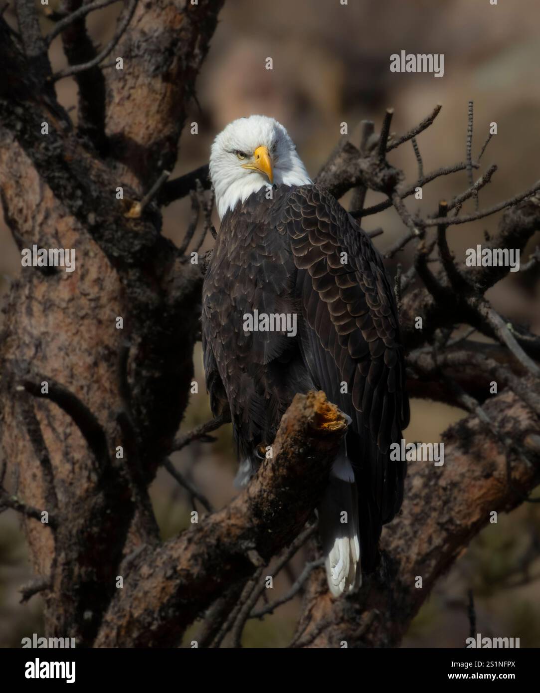 Im Winter fischen die Weißkopfseeadler am Eleven Mile Canyon im South Platte River. Stockfoto
