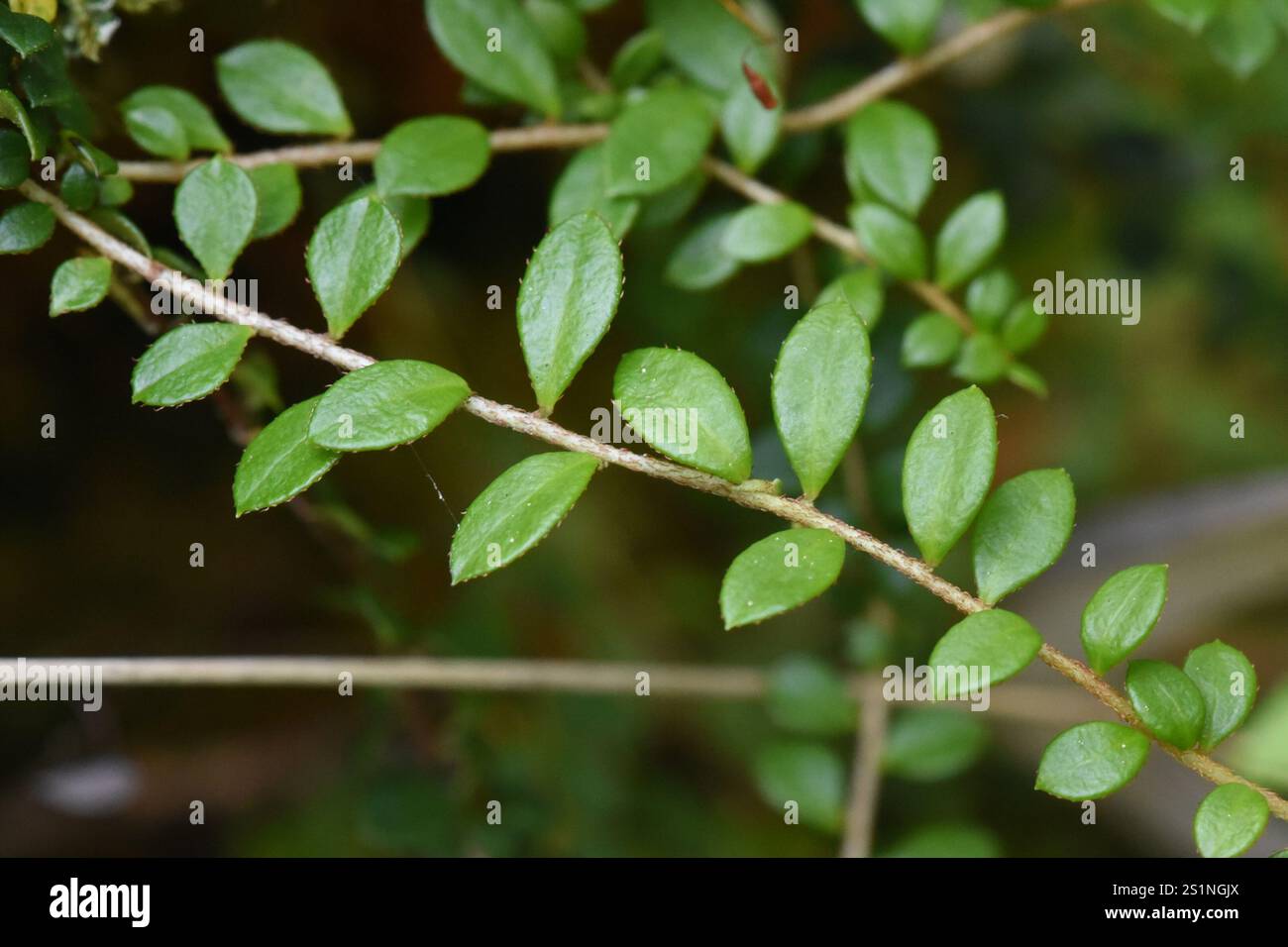 Kriechbeere (Gaultheria hispidula) Stockfoto