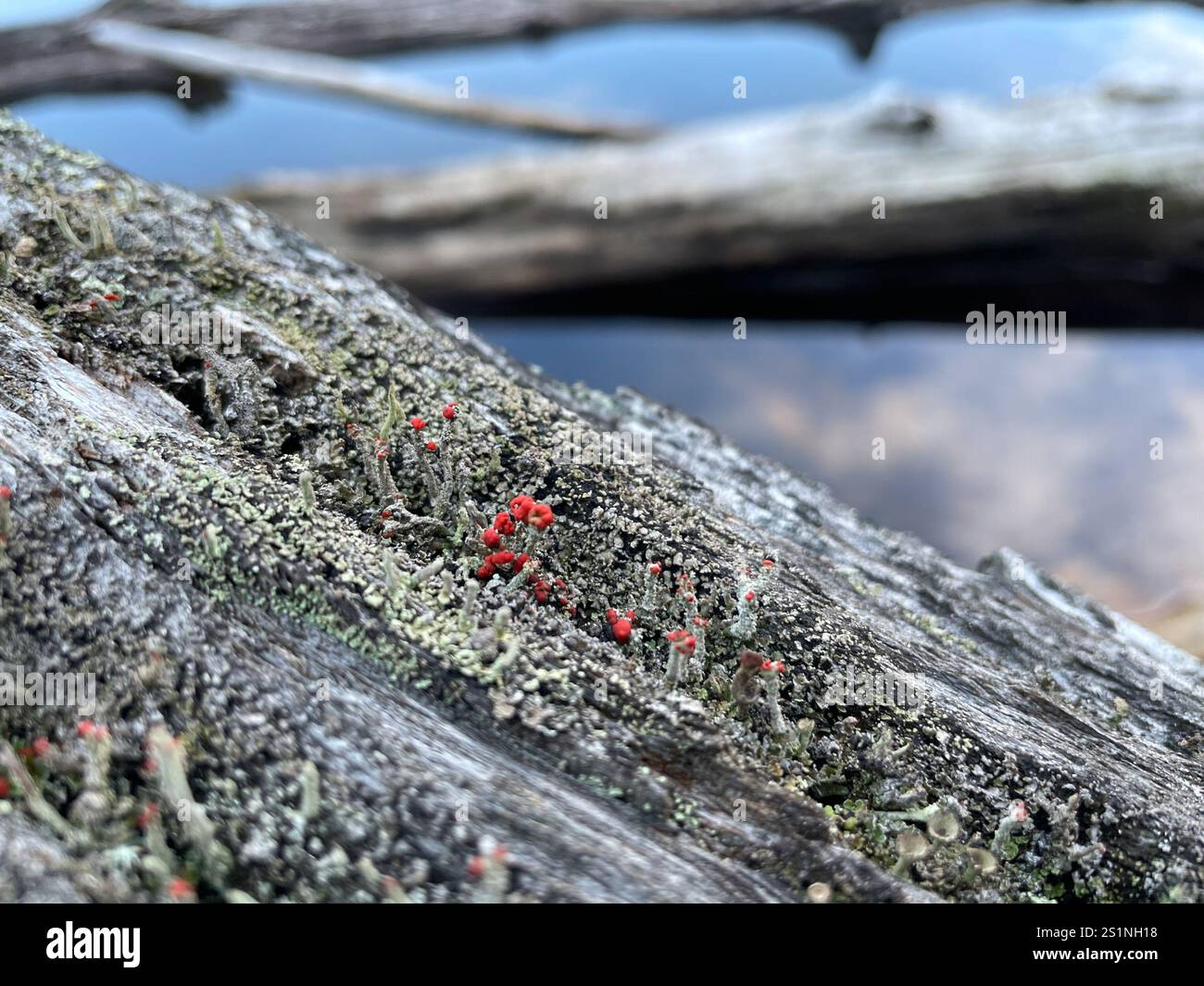 Britische Soldatenflechte (Cladonia cristatella) Stockfoto