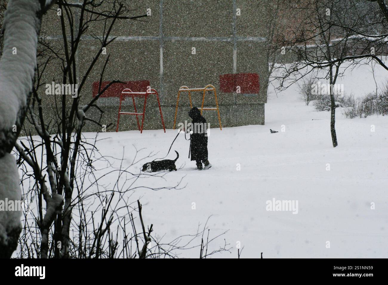 Eine Frau in schwarzer Kleidung mit einem Hund läuft während eines Schneesturms durch einen verschneiten Stadthof. Den Hund bei schlechtem, kaltem Wetter laufen lassen. Stockfoto