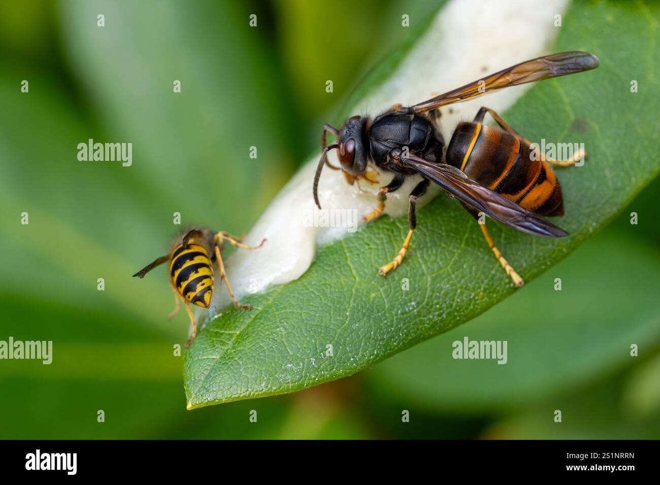 Asiatische Hornissen (Vespa velutina), die von einem Honig-Snack auf Bienenhonig angezogen werden Stockfoto