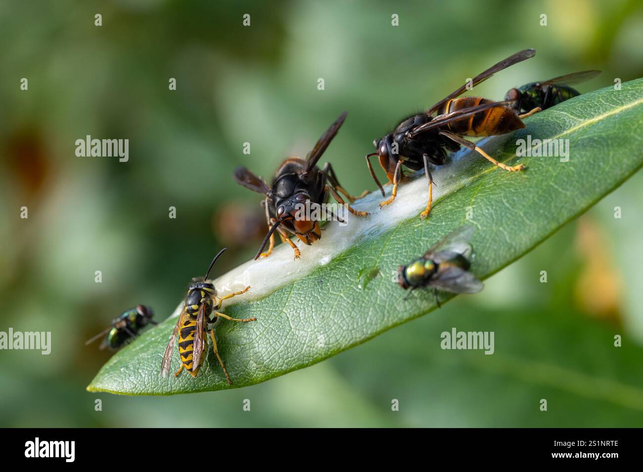 Asiatische Hornissen (Vespa velutina), die von einem Honig-Snack auf Bienenhonig angezogen werden Stockfoto