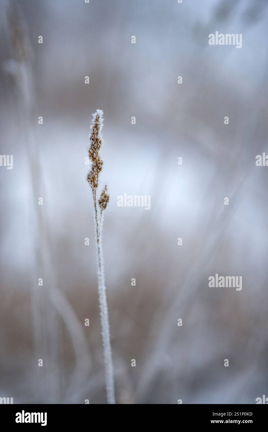 Stroh in der Landschaft. Stockfoto