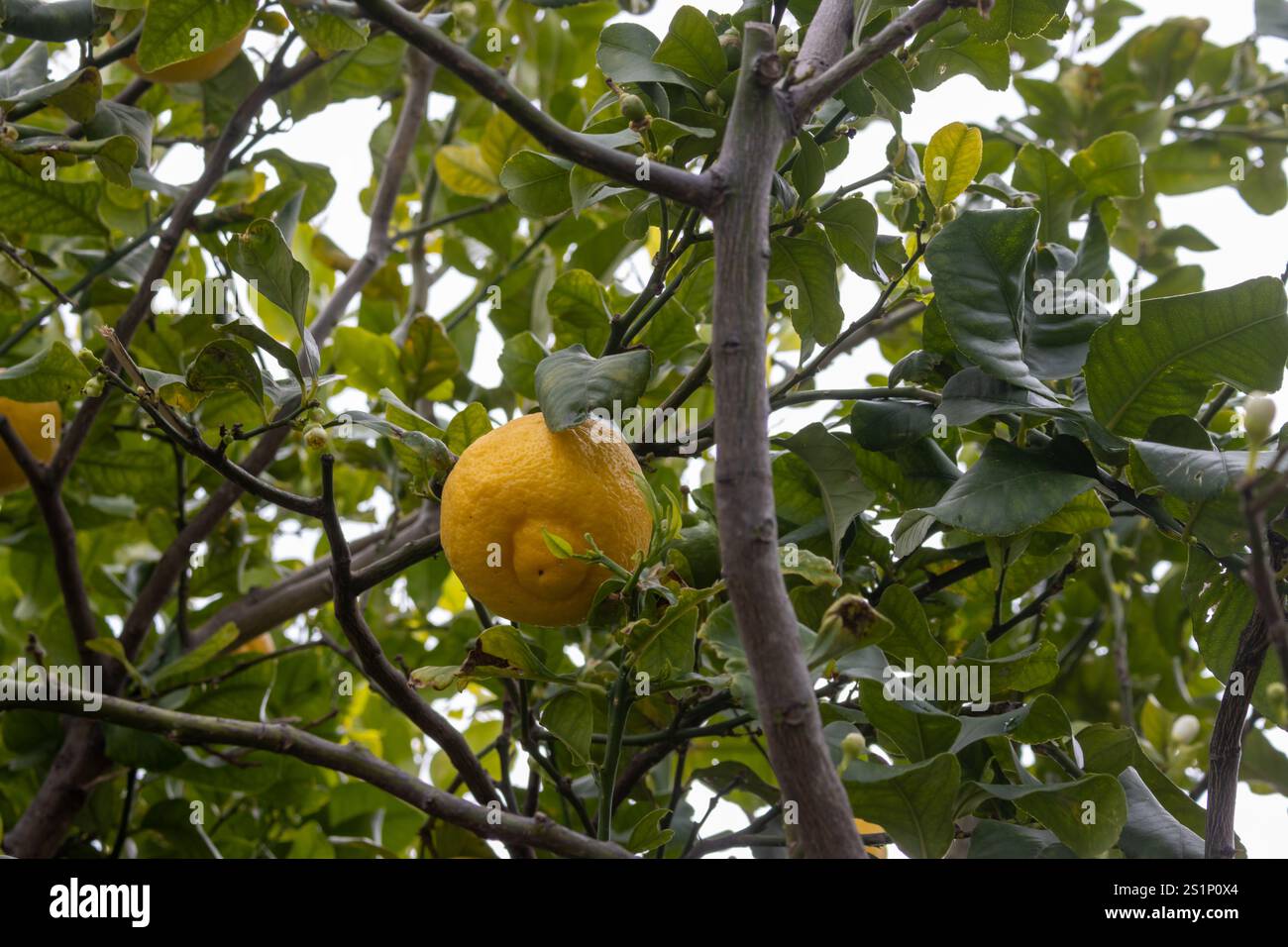 Frühlingszeit, wenn die bekannten sizilianischen Zitronen bereit für die Ernte sind. Detail der Zweige mit Blättern und einer Zitrone. Cassabile, Sizilien, Italien. Stockfoto