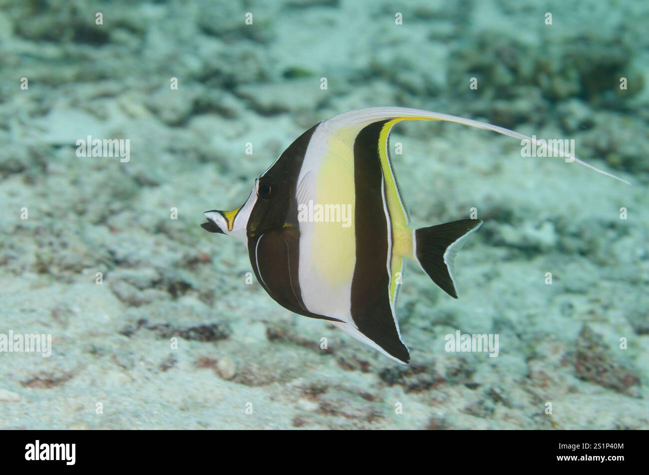 Maurisches Idol, Zanclus cornutus, Zanclidae, Racha Yoi Island, Phuket, Andamanensee, Thailand, Asien Stockfoto