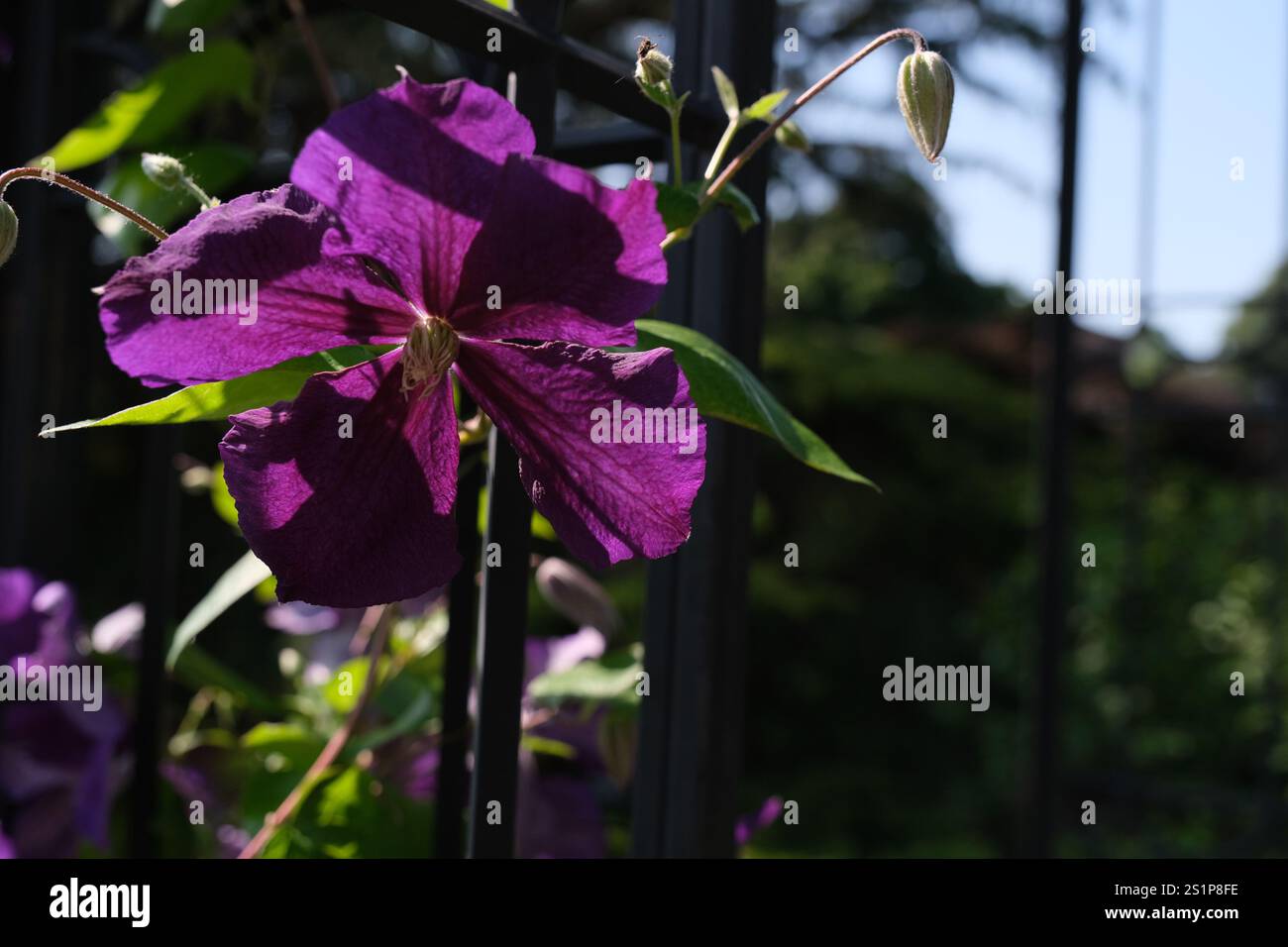 Lila hängende Blume auf einem Metallbogen. Stockfoto