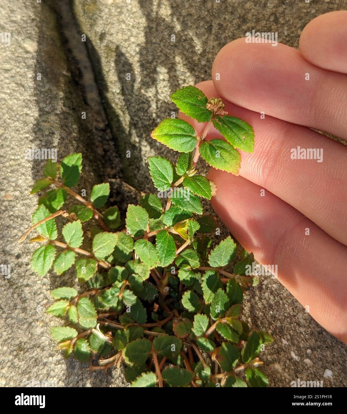 Florida Hängematte Sandmatte (Euphorbia ophthalmica) Stockfoto