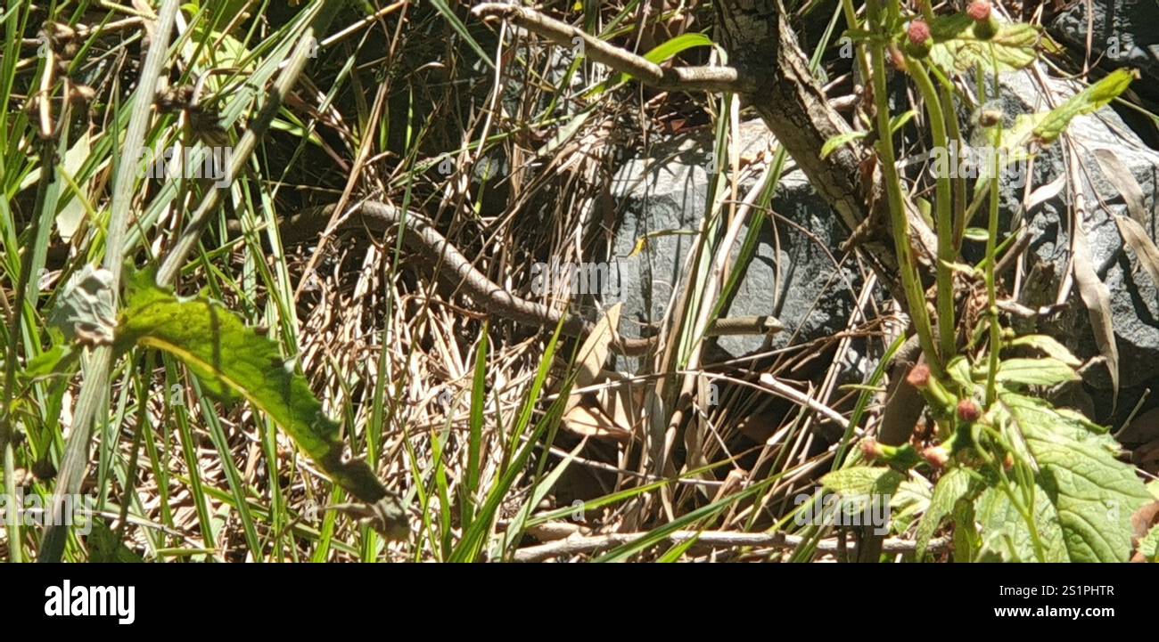 Gelbliche Whipsnake (Demansia psammophis) Stockfoto