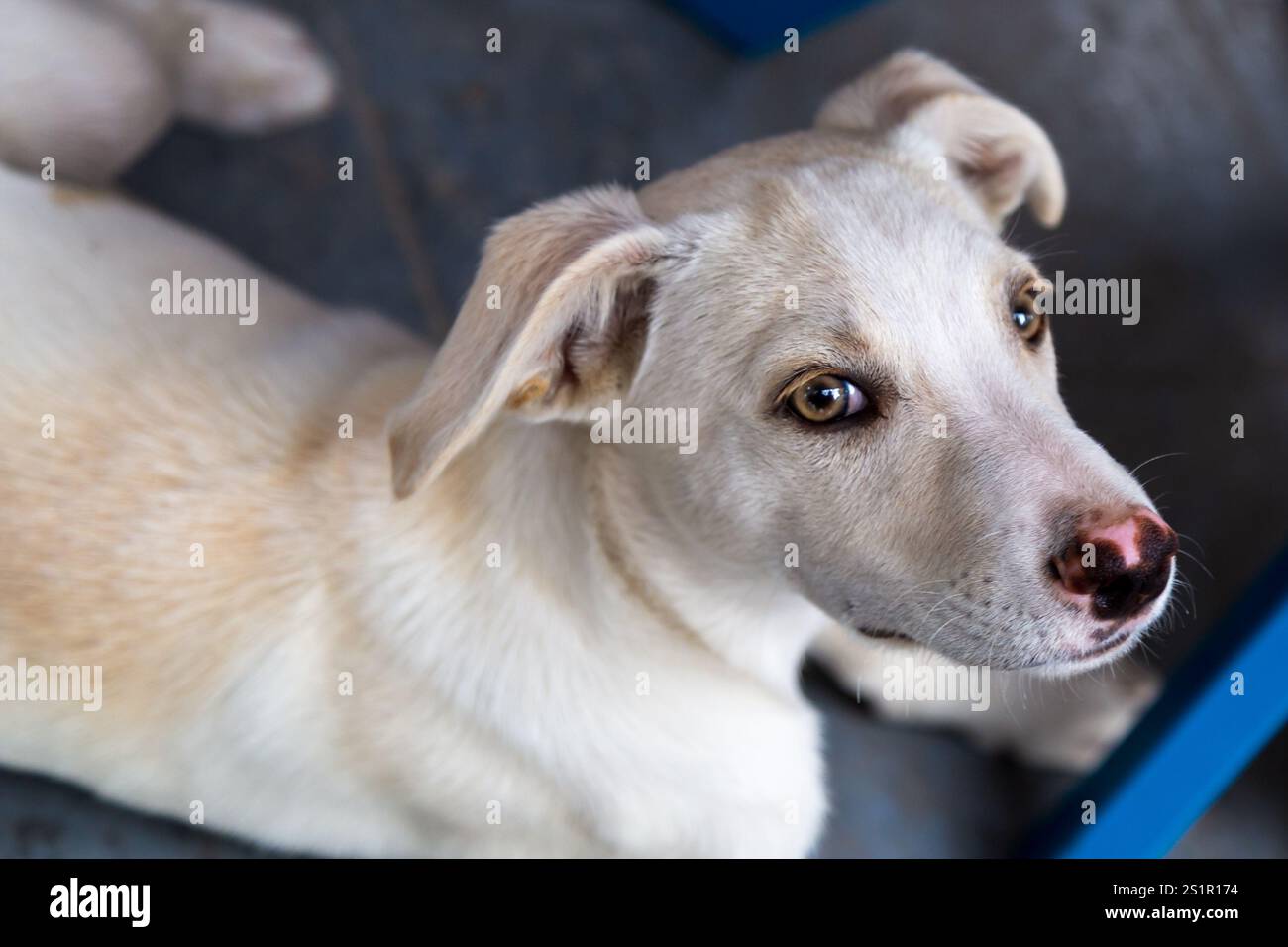Nahaufnahme eines neugierigen Weißen Hundes mit hellbraunen Augen, Santorini, Griechenland Stockfoto