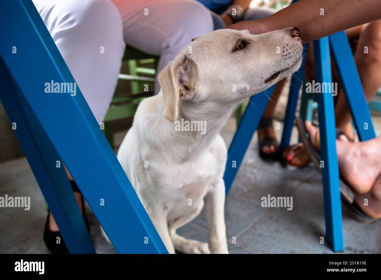 Nahaufnahme eines neugierigen Weißen Hundes mit hellbraunen Augen Stockfoto