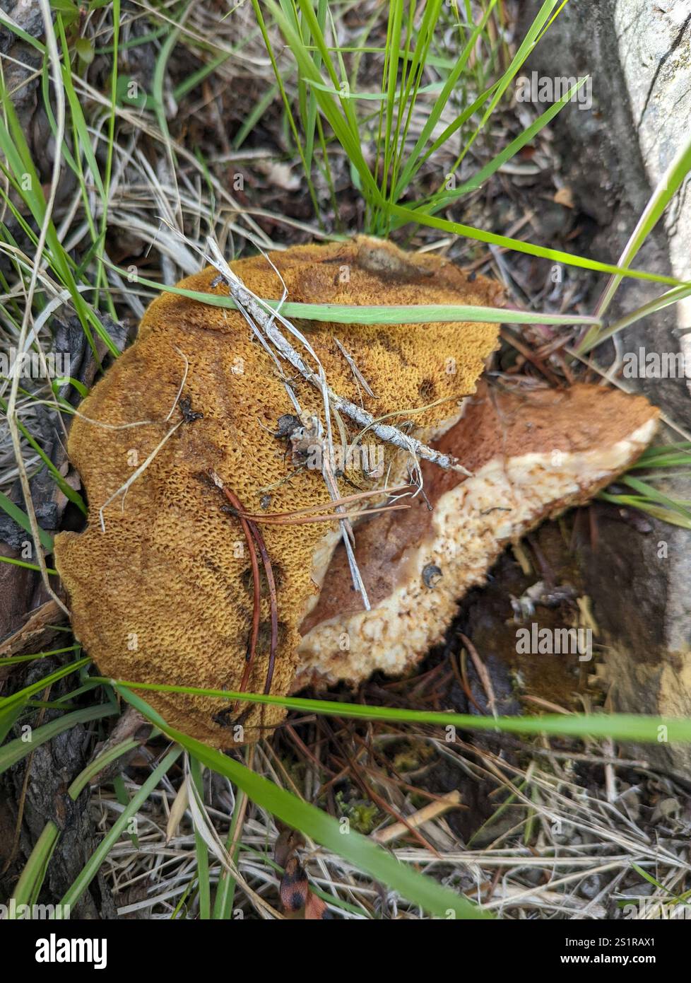 Rutschige Jacks (Suillus) Stockfoto