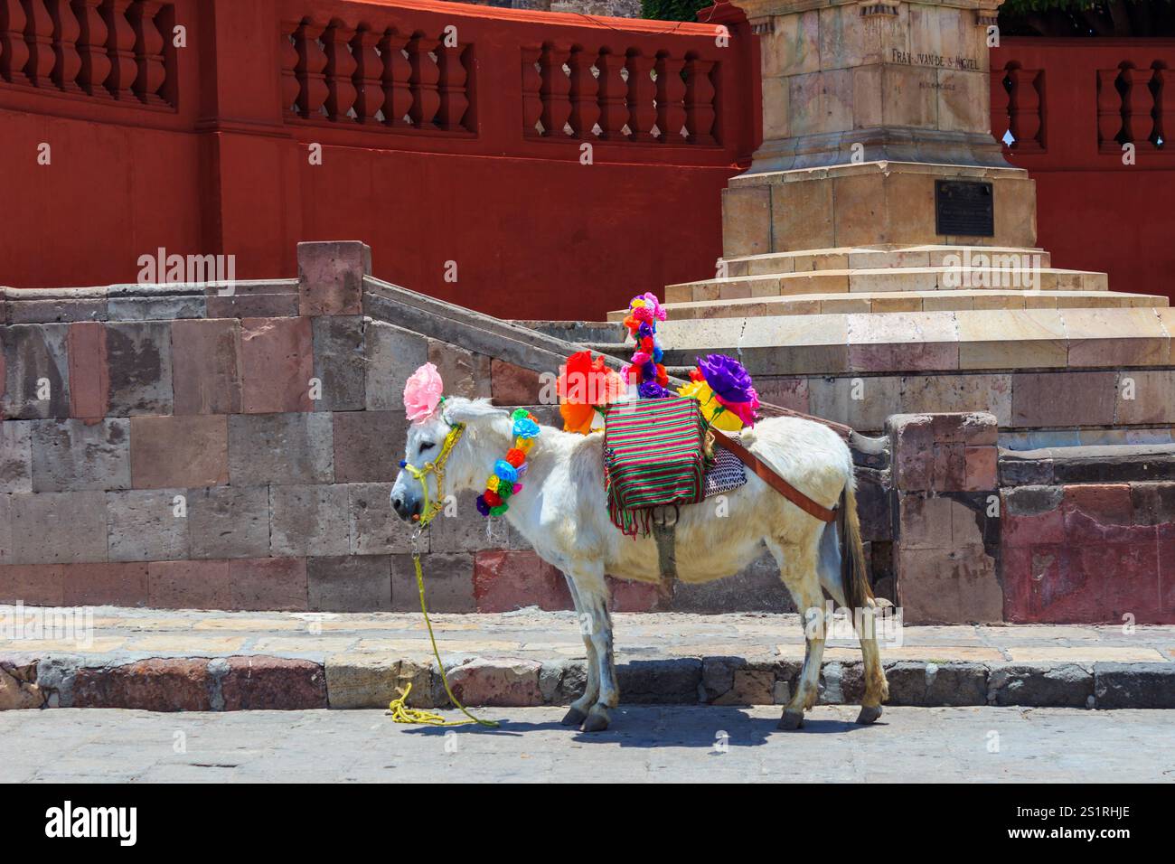 Porträt eines traditionellen Esels auf einem historischen Stadtplatz, San Miguel de Allende, Mexiko Stockfoto