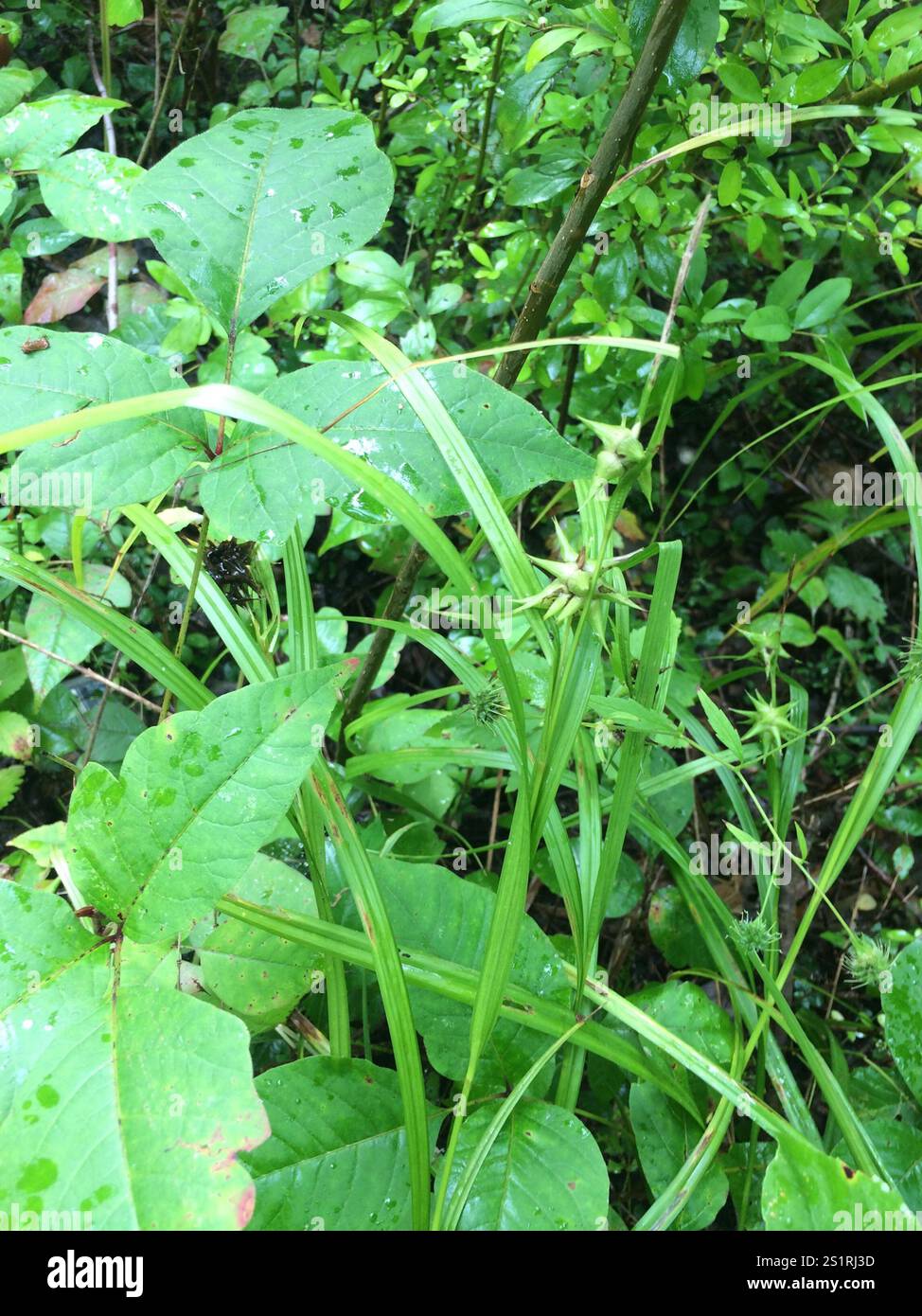 Gray's Segge (Carex gryi) Stockfoto
