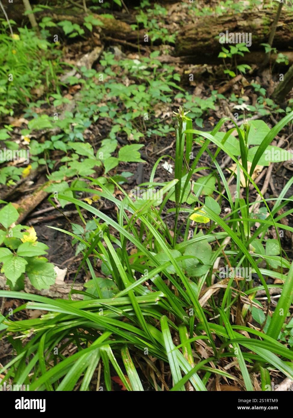 Gray's Segge (Carex gryi) Stockfoto