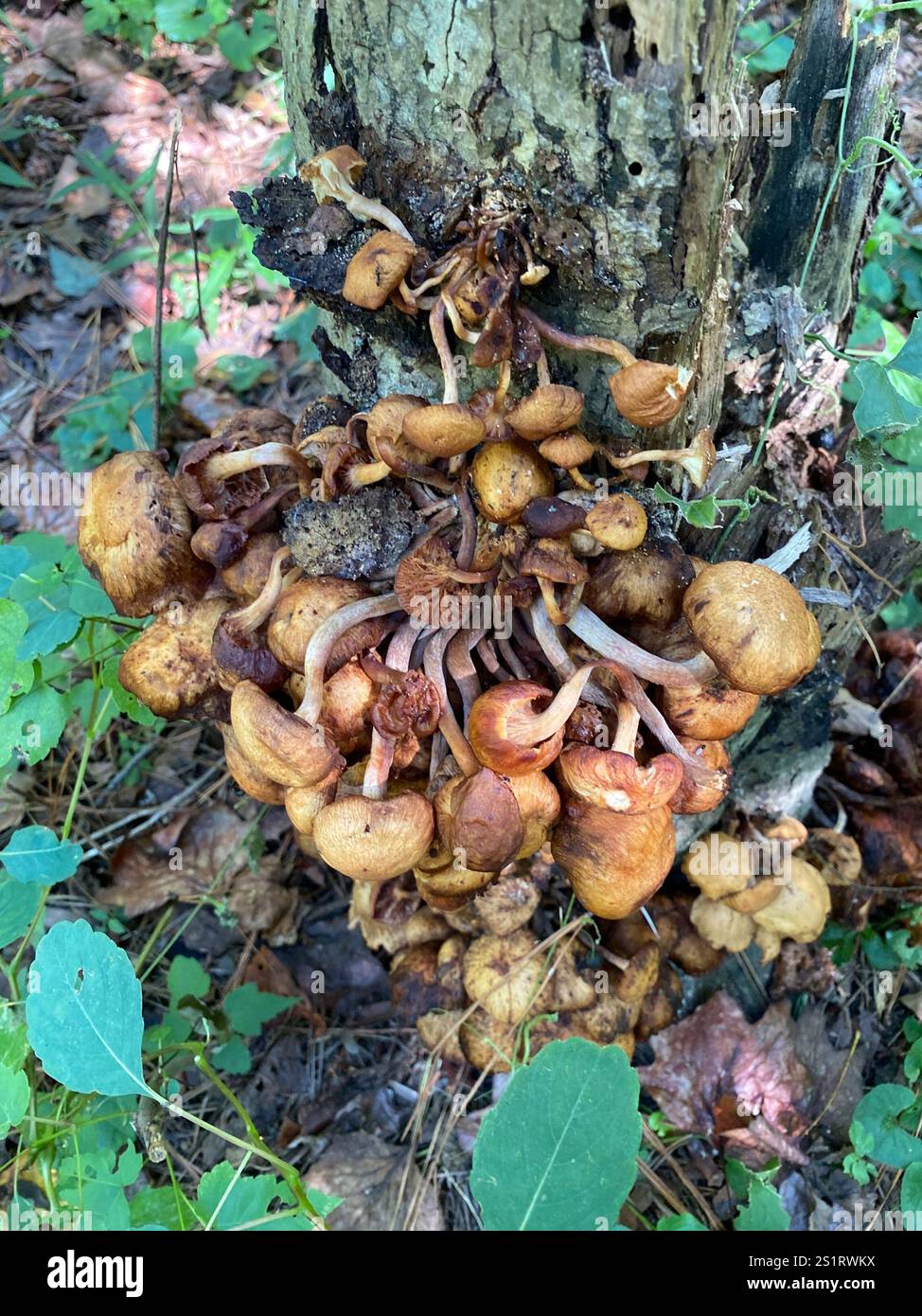 Ringloser Honigpilz (Desarmillaria caespitosa) Stockfoto