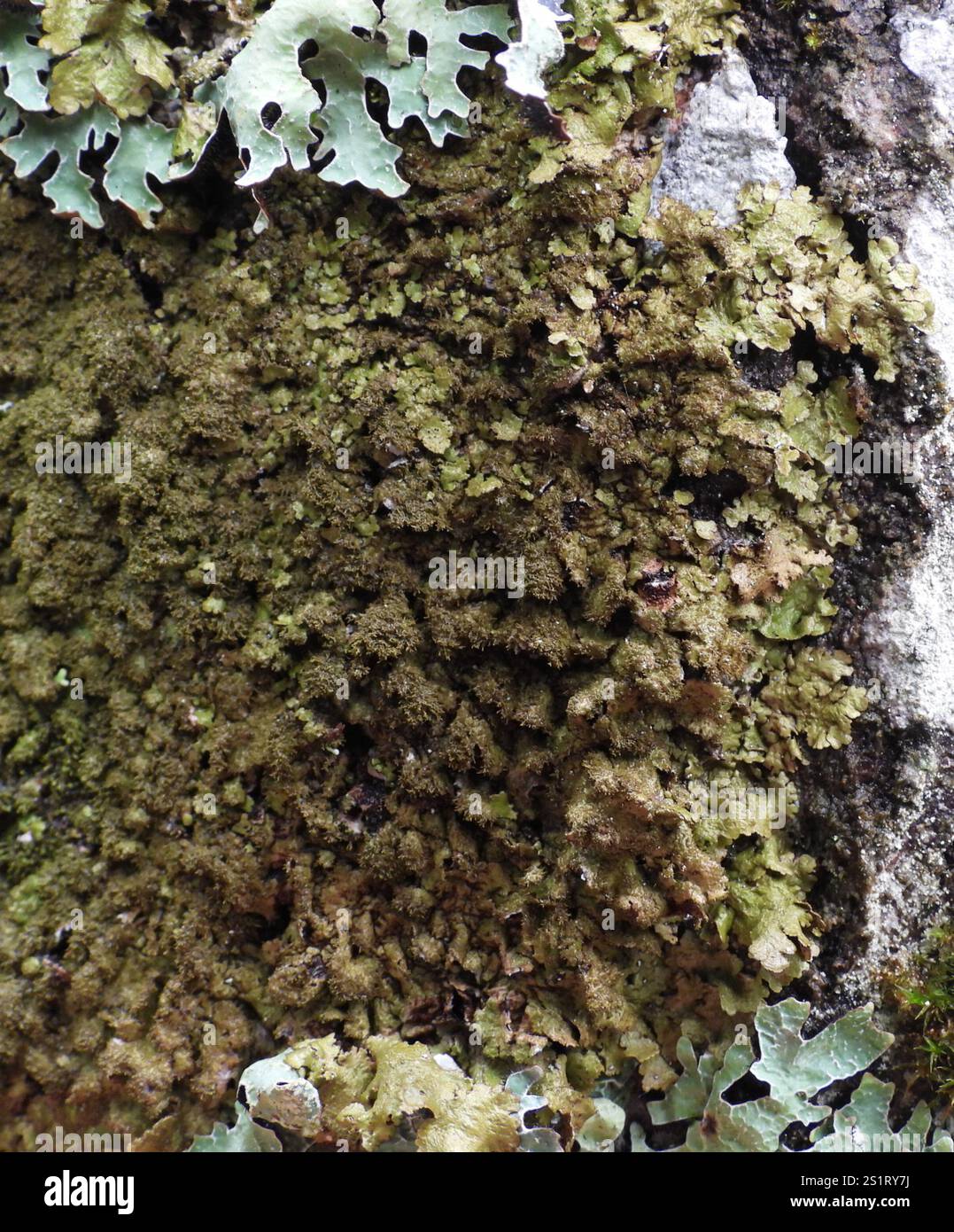 Polierte Tarnflechte (Melanelixia glabratula) Stockfoto