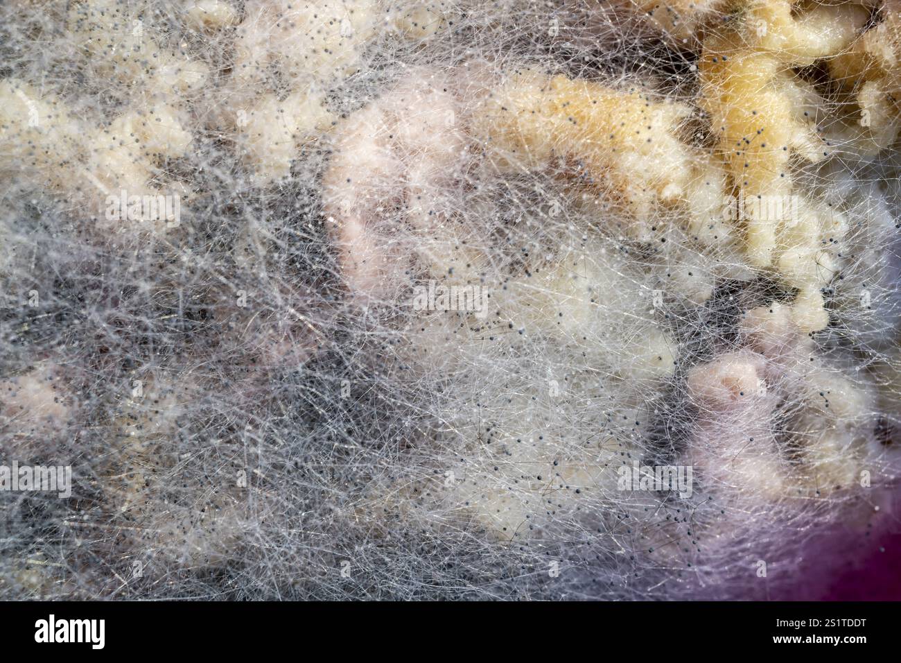 Schimmel, verdorbenes Essen, Nahaufnahme Stockfoto