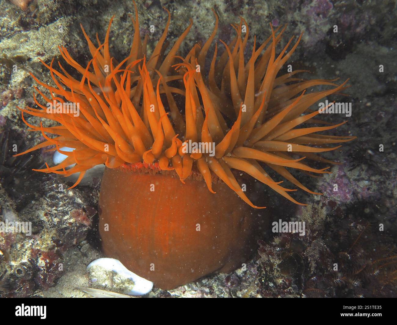 Helle orange-farbene Seeanemone mit ausgestreckten Tentakeln, falsche Pflaumenanemone (Pseudactinia varia), im Meer, False Bay Tauchplatz, Cape of Good Stockfoto Helle orange-farbene Seeanemone mit ausgestreckten Tentakeln, falsche Pflaumenanemone (Pseudactinia varia), im Meer, False Bay Tauchplatz, Cape of Good Stockfoto