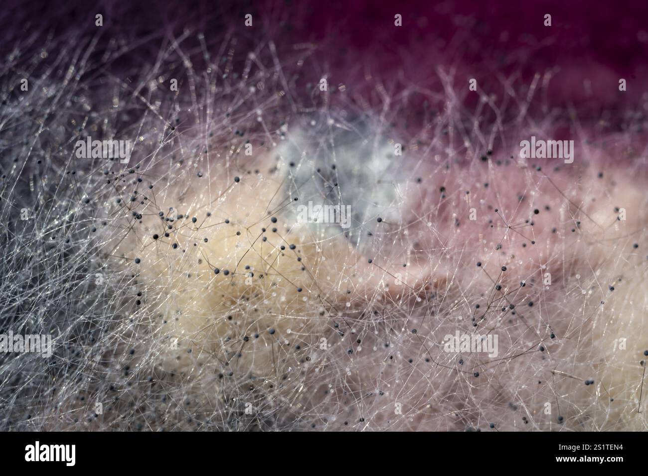 Schimmel, verdorbenes Essen, Nahaufnahme Stockfoto