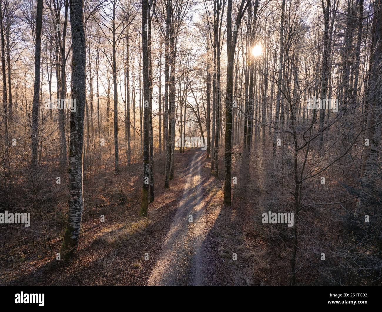 Ein ruhiger Waldweg im Winter, in warmes Sonnenlicht getaucht, Gechingen, Hecken und Gaeu Region, Bezirk Calw, Schwarzwald. Deutschland Stockfoto