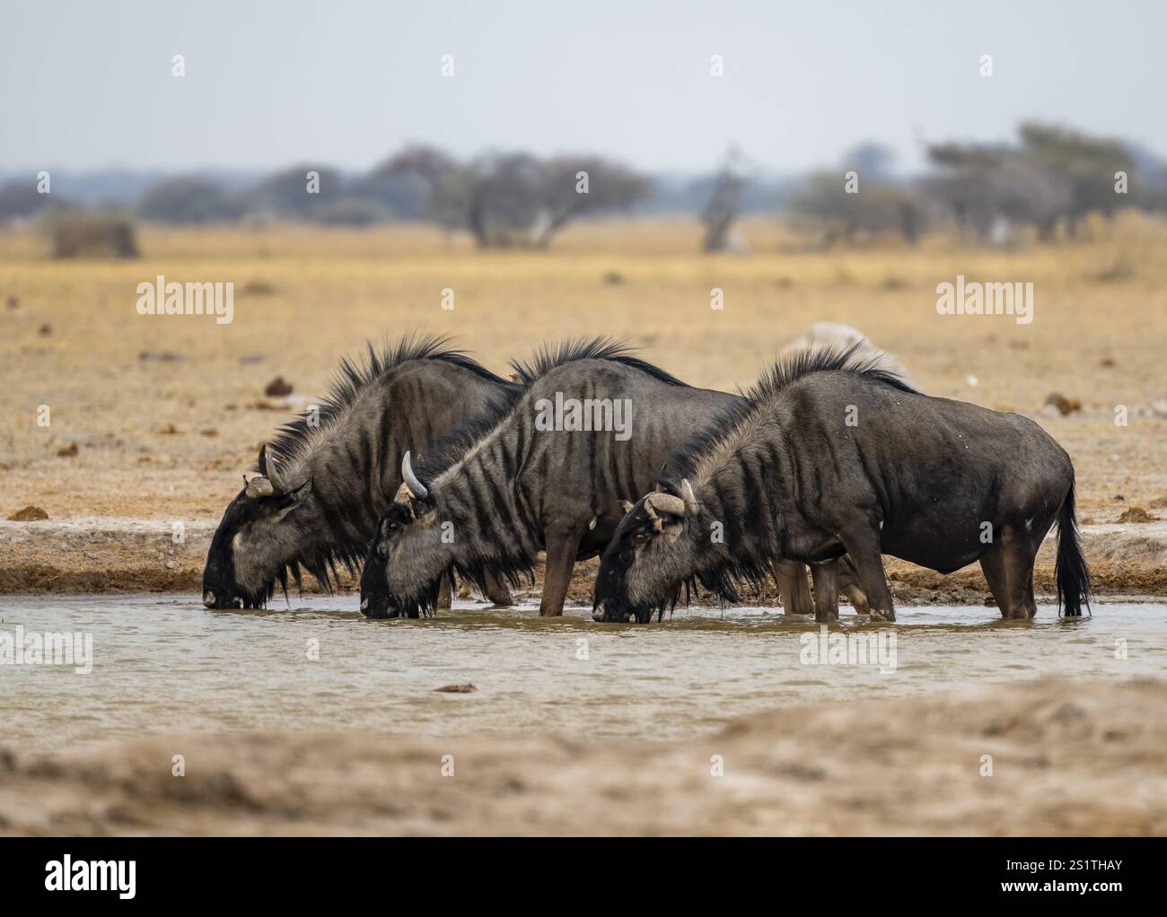 Blaues Gnus (Connochaetes taurinus), drei Gnus trinken an einem Wasserloch, Nxai Pan Nationalpark, Botswana, Afrika Stockfoto