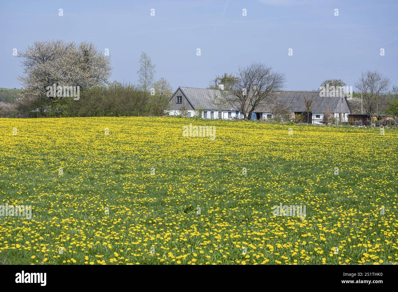 Blühendes Löwenzahnfeld auf einer kleinen Farm in Simrishamn Gemeinde, Skane County, Schweden, Skandinavien, Europa Stockfoto