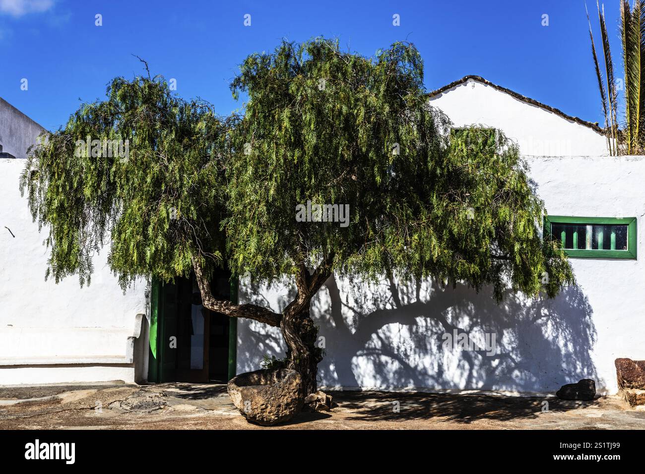 2016, Raimund Franken, Modellversion:Not, Property Release: Not Tiagua, Lanzarote, Farm Museum El Patio, Tiagua, ESP, Spanien, Kanarische Inseln, Kanarienvogel Stockfoto