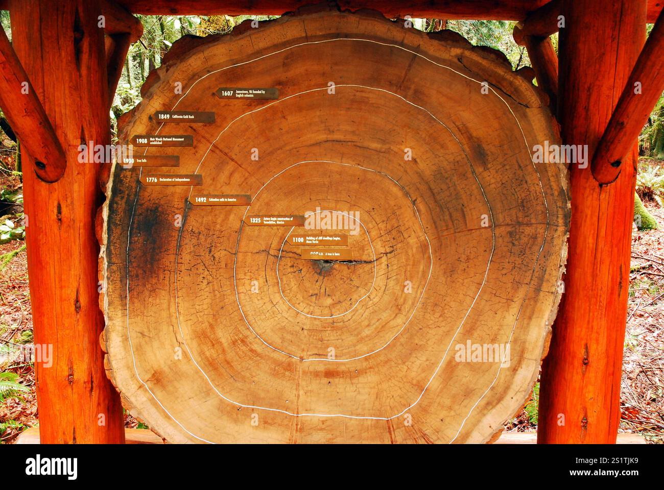 Ein großer Teil eines Stammes eines Mammutbaumbaums zeigt das Alter mit entsprechenden historischen Daten Stockfoto