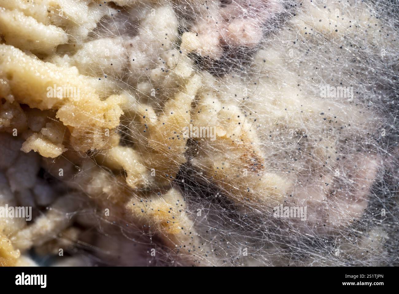 Schimmel, verdorbenes Essen, Nahaufnahme Stockfoto