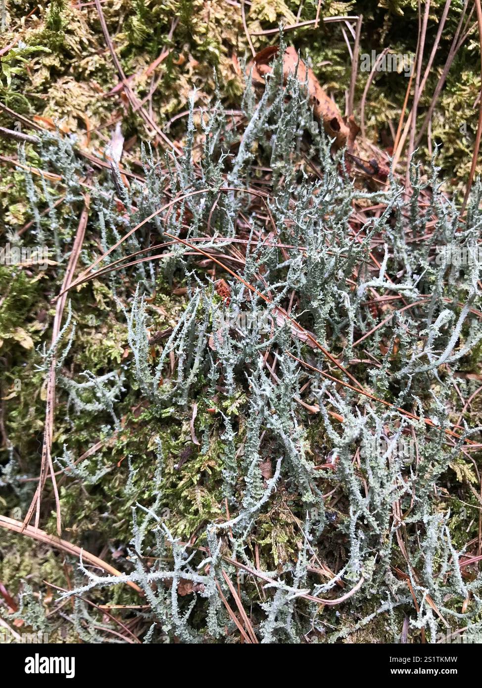 Drachenhorn (Cladonia squamosa) Stockfoto