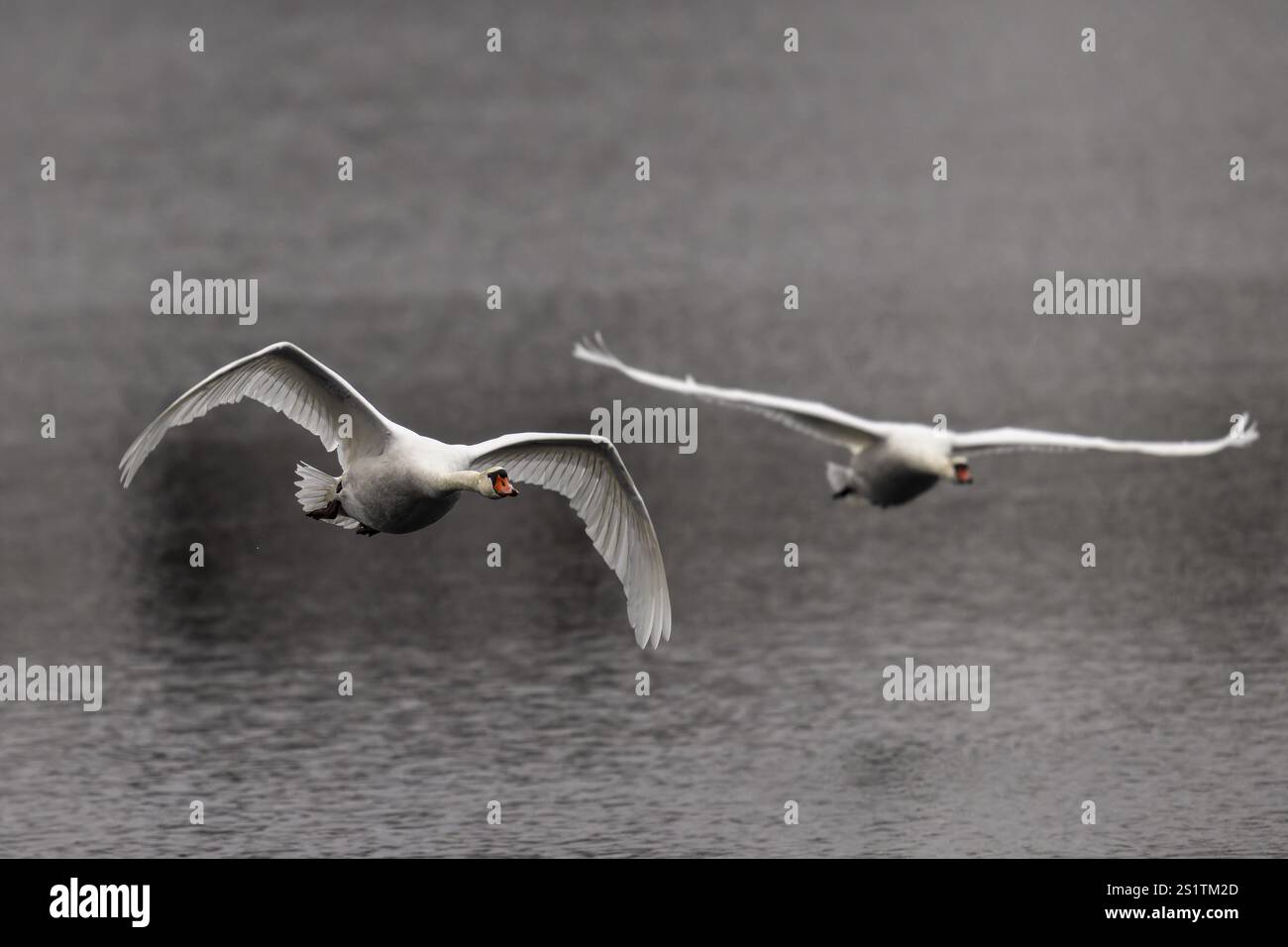 Zwei Schwäne fliegen synchronisiert über ruhiges Wasser, Mute Swan (cygnus olor), Wildtiere, Deutschland, Europa Stockfoto