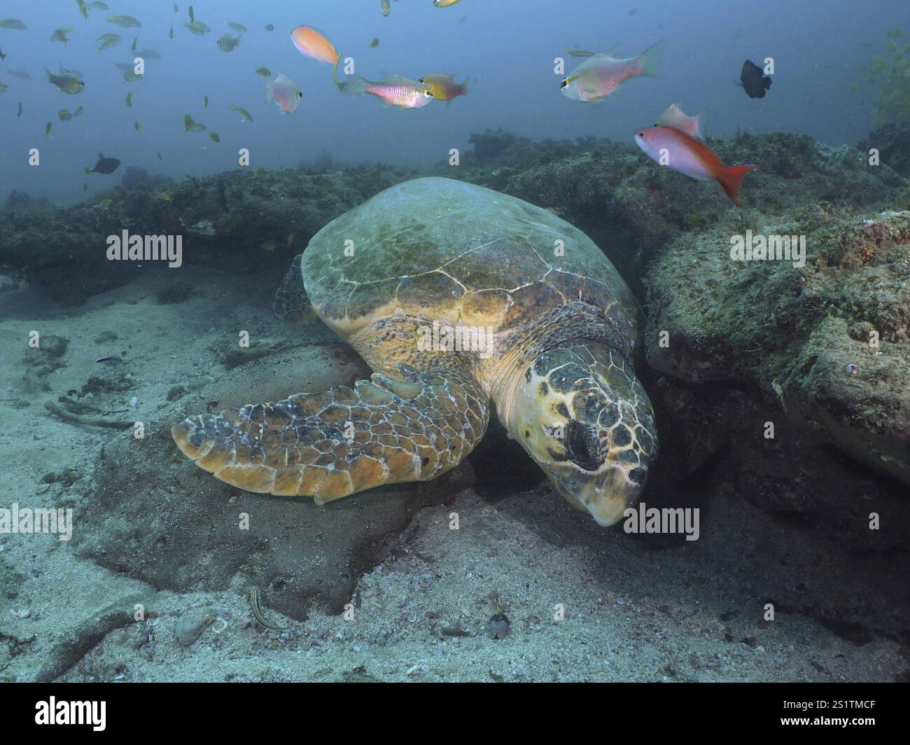 Eine Karettschildkröte (Caretta caretta), die zwischen Fischen und Korallen in einer ruhigen Unterwasserwelt ruht, Tauchplatz Sodwana Bay National Park, Maputaland Ma Stockfoto
