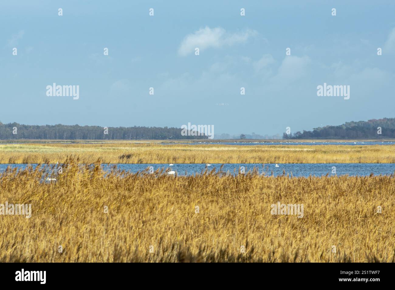 Wunderschönes Naturschutzgebiet in Zingst an der Ostsee in Deutschland im Herbst. Wunderschönes Naturschutzgebiet in Zingst an der Ostsee in Deutschland Stockfoto