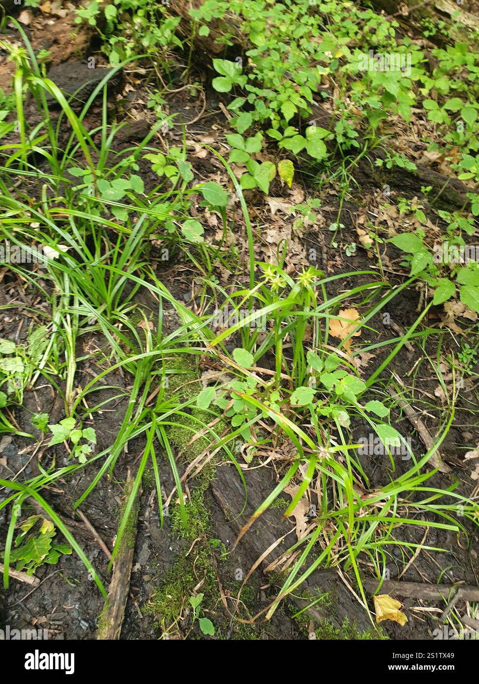 Gray's Segge (Carex gryi) Stockfoto