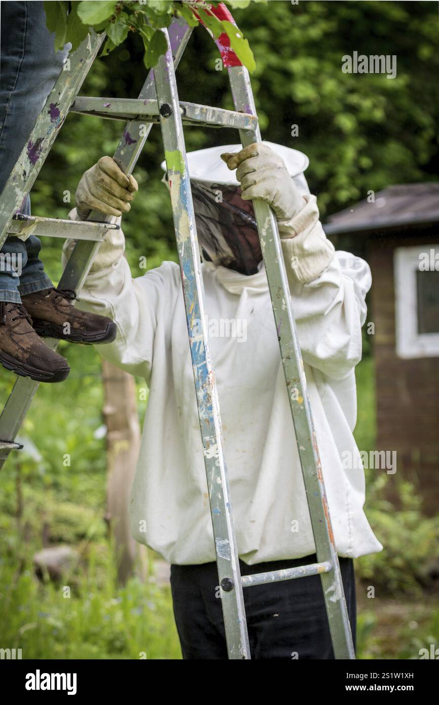 Ein Schwarm entflohener Bienen hat einen Haufen in einem Apfelbaum gebildet und wurde von einem Imker wieder gefangen. Sie haben ein neues Zuhause in einem Bienenkorb gefunden. Ein Bienenstock Honig B Stockfoto