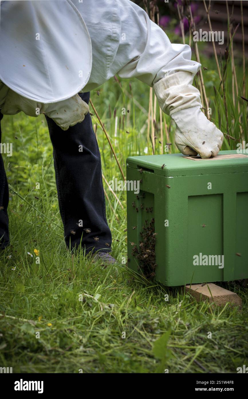 Ein Schwarm entflohener Bienen hat einen Haufen in einem Apfelbaum gebildet und wurde von einem Imker wieder gefangen. Sie haben ein neues Zuhause in einem Bienenkorb gefunden. Ein Bienenstock Honig B Stockfoto