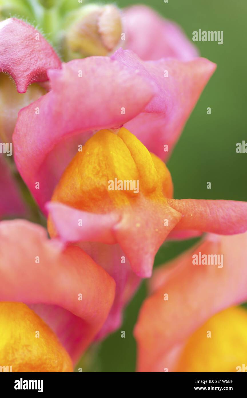 Makroaufnahme der Diversität im Bio-Garten im Hochsommer in Deutschland. Sommerzeit im Bio-Garten in Deutschland mit schöner Pflanze Stockfoto