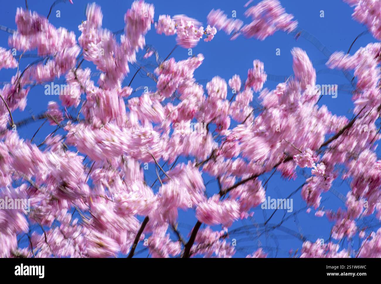 Rosafarbene Kirschblüte entspringt im Wind bei Sonnenschein an japanischen Kirschbäumen. Im Frühling blühen rosafarbene Kirschbäume in Bewegung Stockfoto