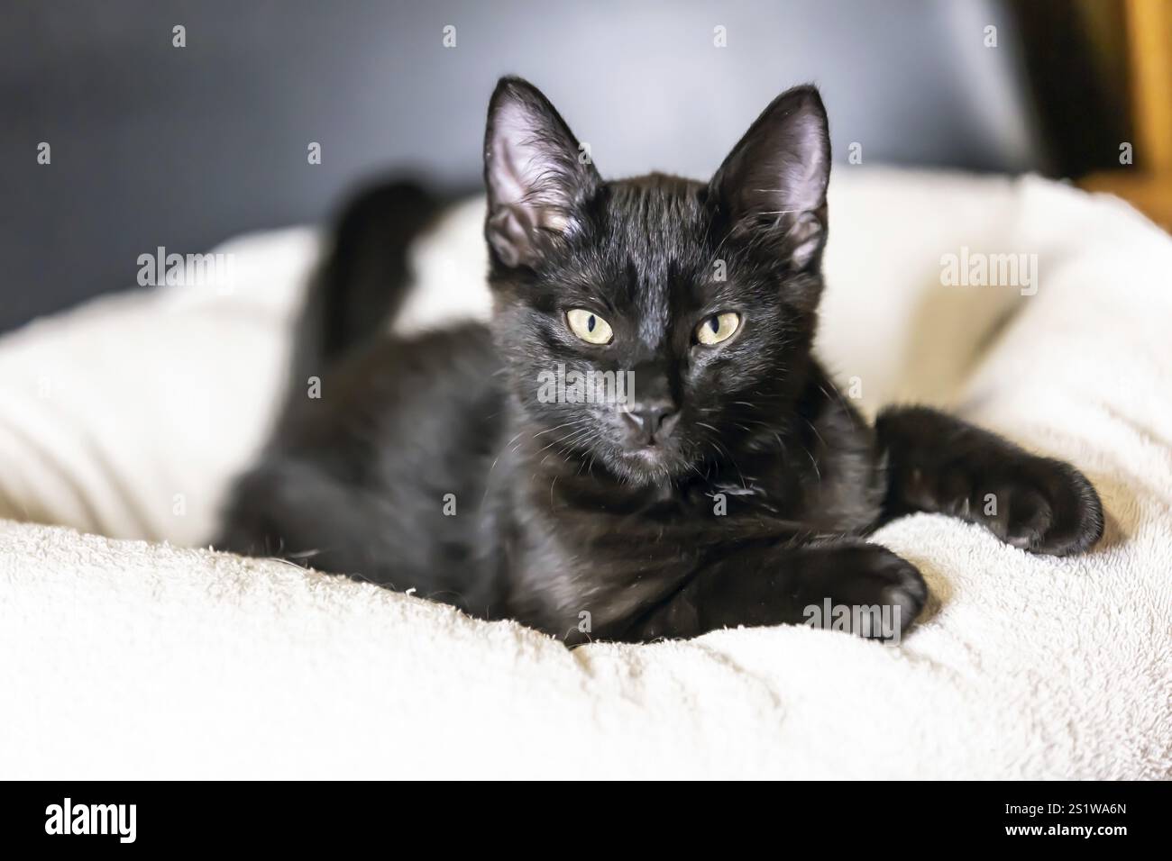 Porträt von wunderschönem schwarzen Baby Kitten Stockfoto