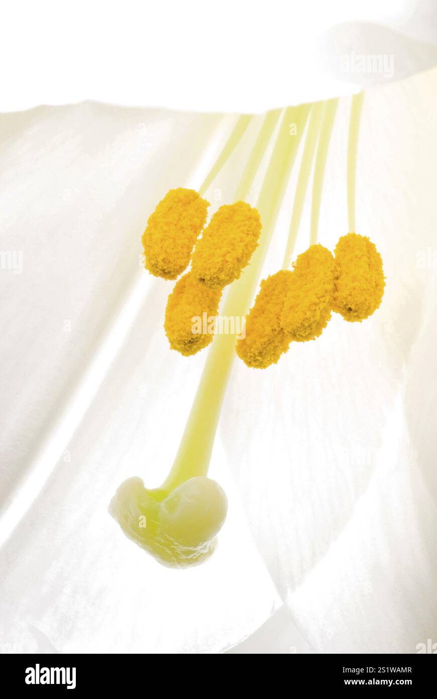 Nahaufnahme einer Blume mit weißen Blüten und leuchtenden gelben Staubblättern in Makrodetails Stockfoto