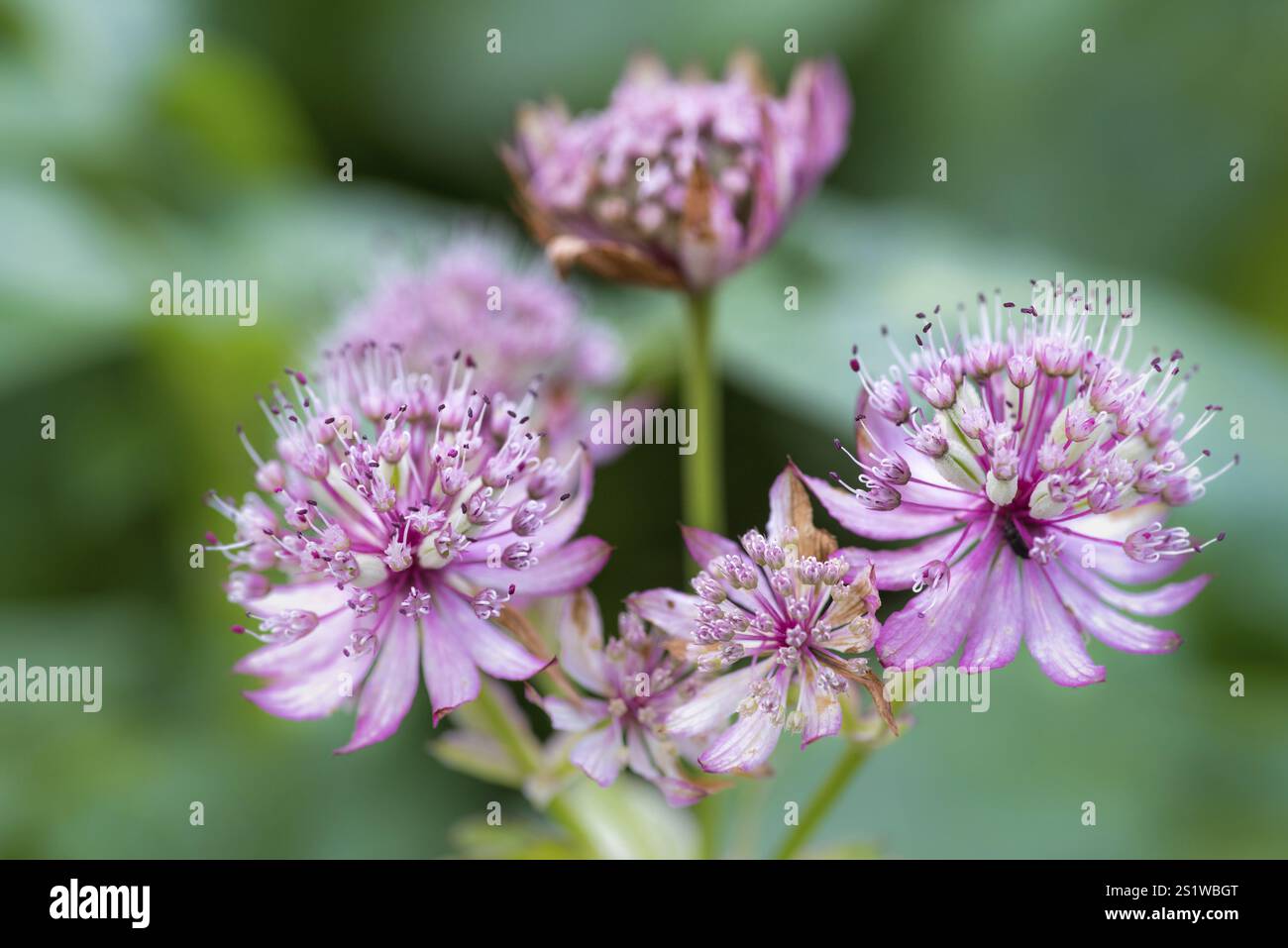 Die wunderschöne Blume großes Meisterwort ist eine wilde Blume, die im Landgarten zu finden ist Stockfoto