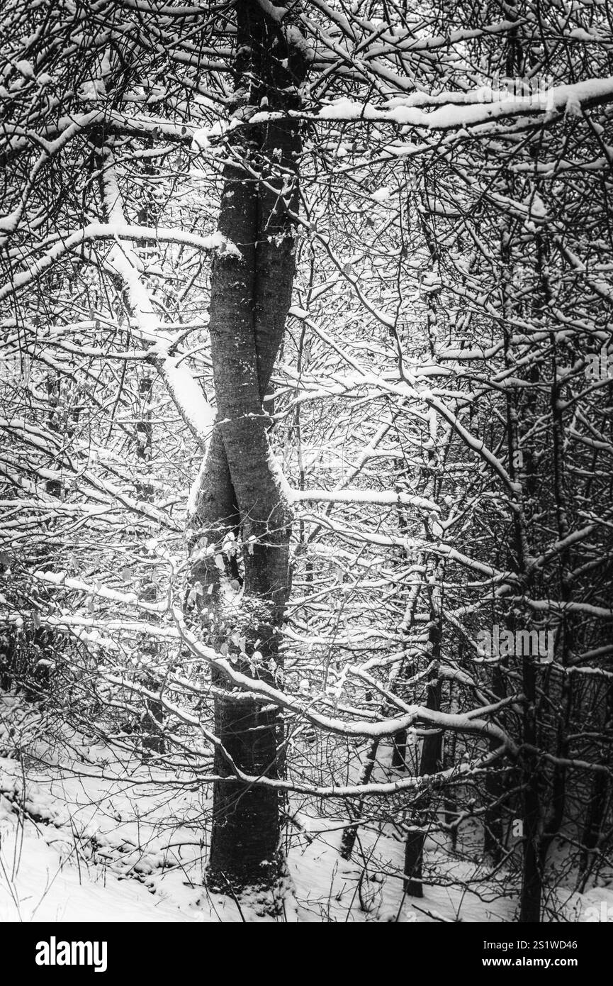 Aus einem Baumstamm wachsen zwei Stämme, die im Winterwald verflochten sind. Seltsamer Baum im Winter im wald Stockfoto