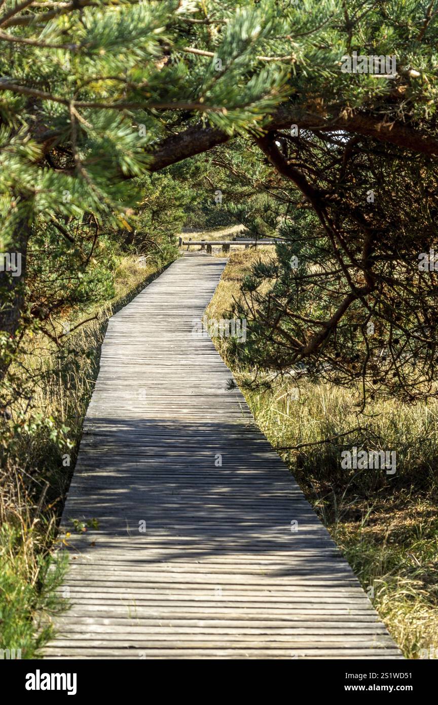 Herbsttag im Naturschutzgebiet an der Ostsee in Deutschland bei Sonnenschein auf einem Wanderweg Stockfoto