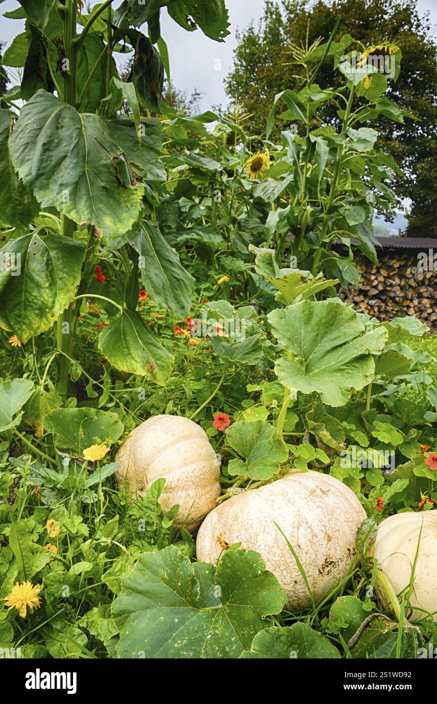 Bio-Garten im Sommer Stockfoto