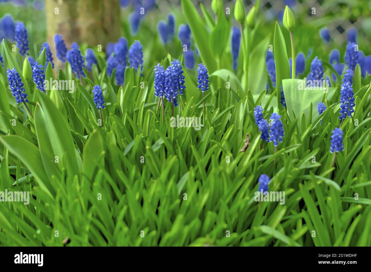 Blaue Traubenhyazinthen sind wunderschöne Frühlingsblumen im Landgarten Stockfoto