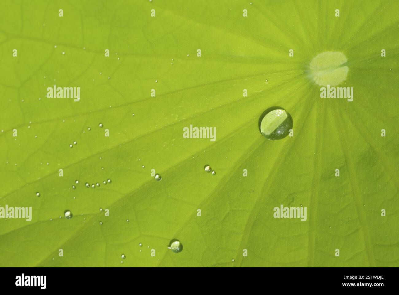 Nahaufnahme eines grünen Blattes mit Wassertröpfchen und lebendigen Texturen Stockfoto