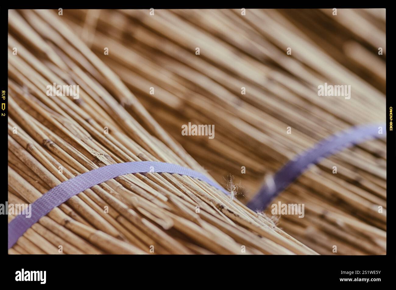 Verarbeitung von Schilf zum Reetbau Stockfoto