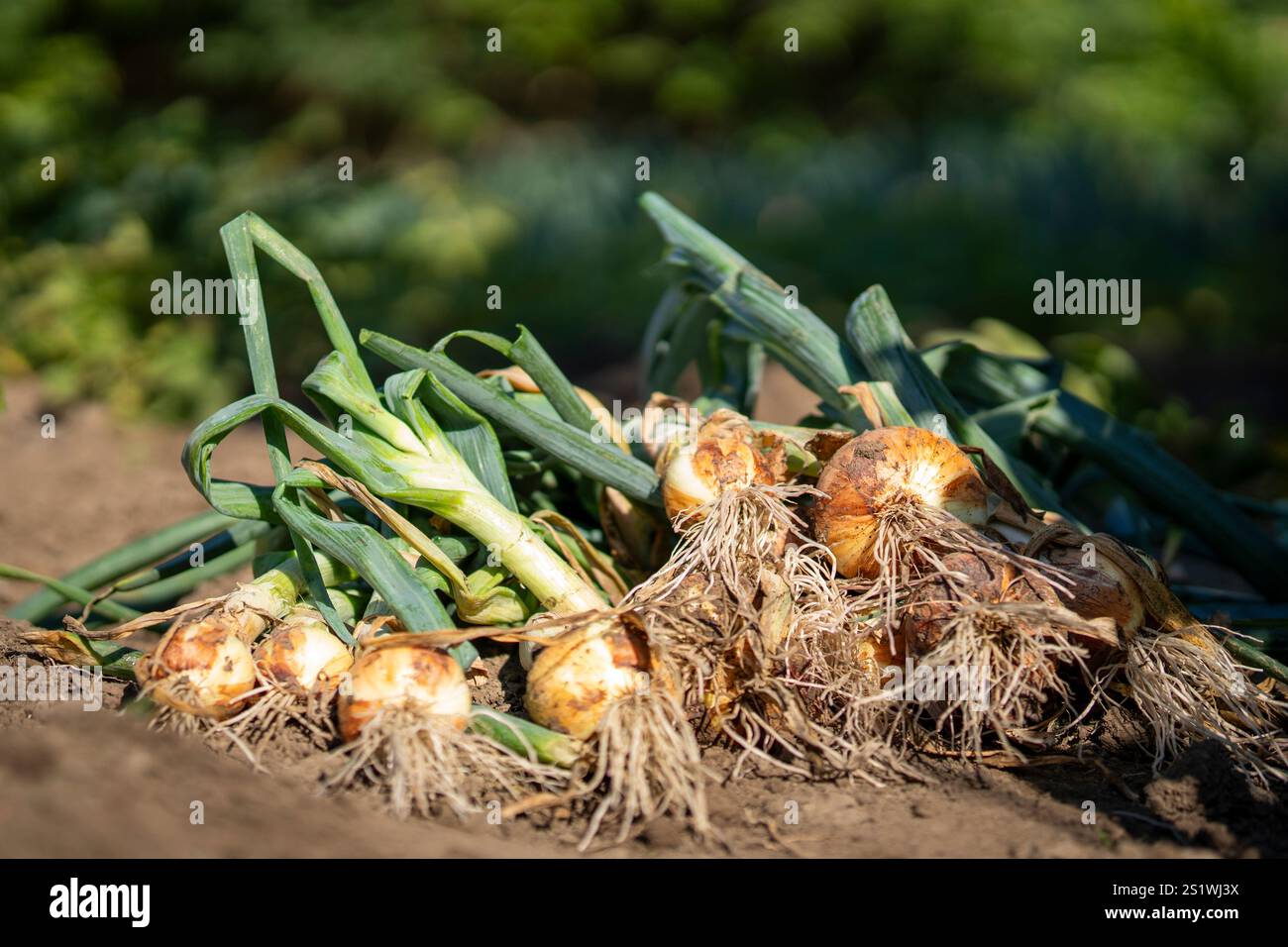 Frische Bio-Zwiebeln im Garten Stockfoto