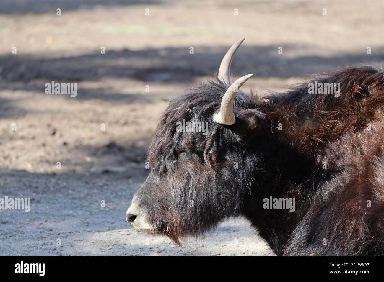 Yak Kopf und Schultern im Profil Stockfoto